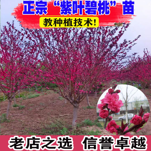 紫叶碧桃树苗庭院观赏桃花红叶碧桃树工程绿化树苗木别墅风景树苗