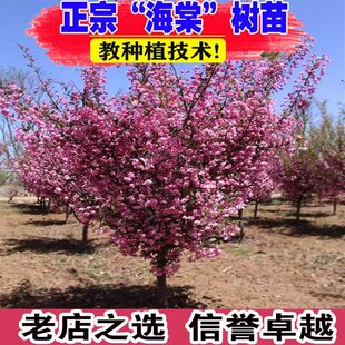 西府海棠树苗庭院耐寒植物室外地栽四季开花北美垂丝海棠盆栽花卉