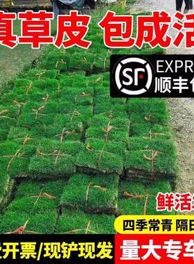 草皮真草坪带泥土别墅花园绿化四季青果岭草台湾草马尼拉草皮带土