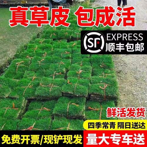 草皮真草坪带泥土别墅花园绿化四季青果岭草台湾草马尼拉草皮带土