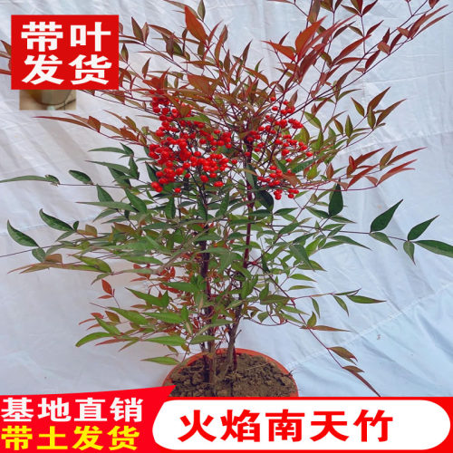 火焰南天竹树苗老桩盆景南天竹盆栽庭院植物耐寒绿化苗木好养易活