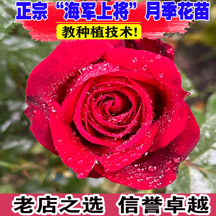 海军上将月季浓香型大花切花欧月德国丹陶新品抗病耐热四季开花苗