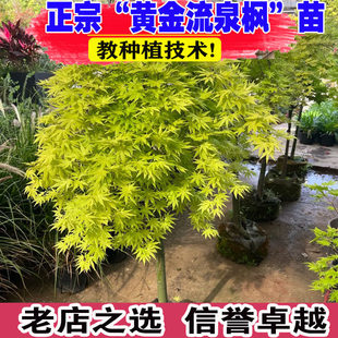 黄金流泉枫日本进口枫树流泉枫树苗日本红枫黄金流泉枫盆栽苗花园