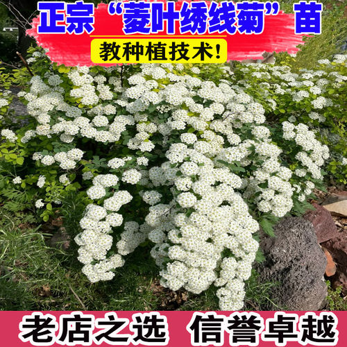 菱叶绣线菊盆栽珍珠梅小手球耐寒耐热好养花期长多年生灌木绿植物
