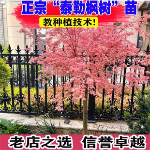 泰勒枫树日本红枫树苗盆栽地栽庭院阳台植物粉色枫叶花园植物