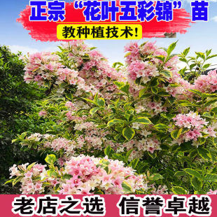 花叶五彩锦花苗带金边锦带树苗盆栽花卉绿植耐热耐寒庭院风景树