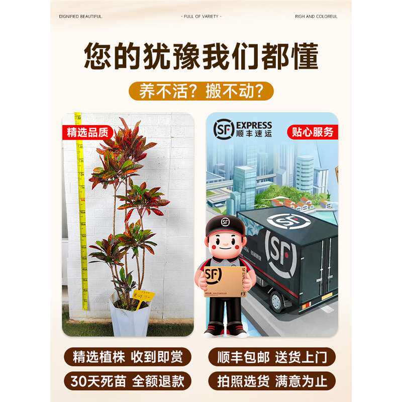 大型绿植变色木盆栽室内客厅真树旺宅好养七彩变叶木四季造景花卉