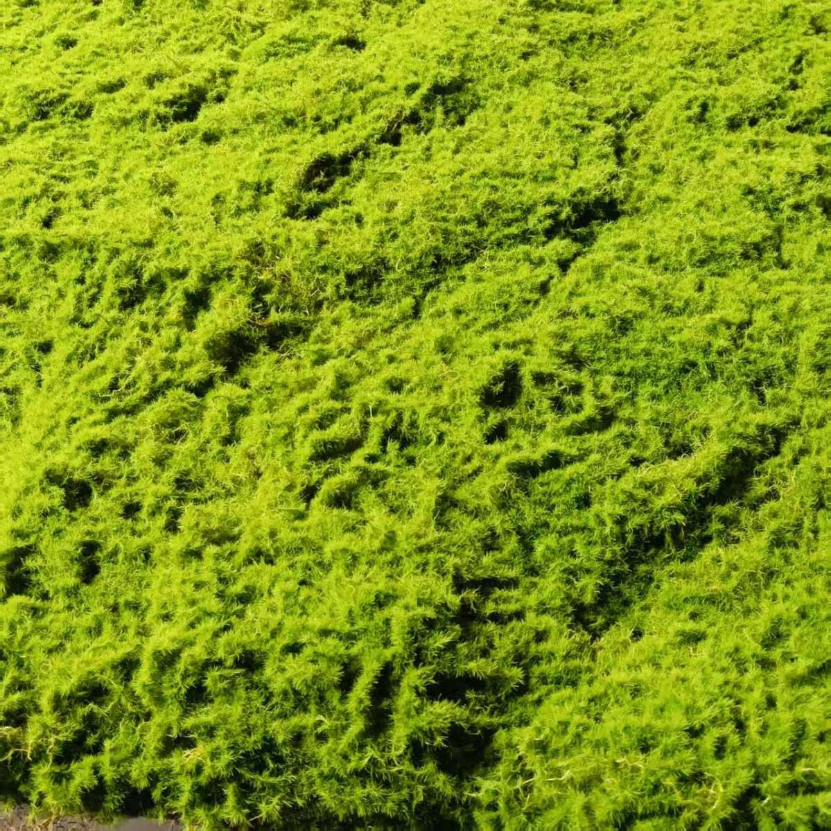 仿真苔藓假青苔人造仿生草皮装饰绿植微景观造景植物室内造景草坪