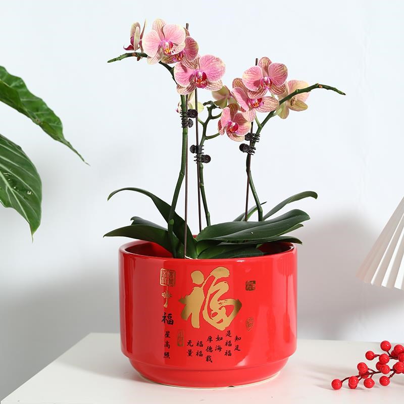 高档陶瓷花盆大红色中国风新年金色装饰摆件蝴蝶兰专用君子兰套盆