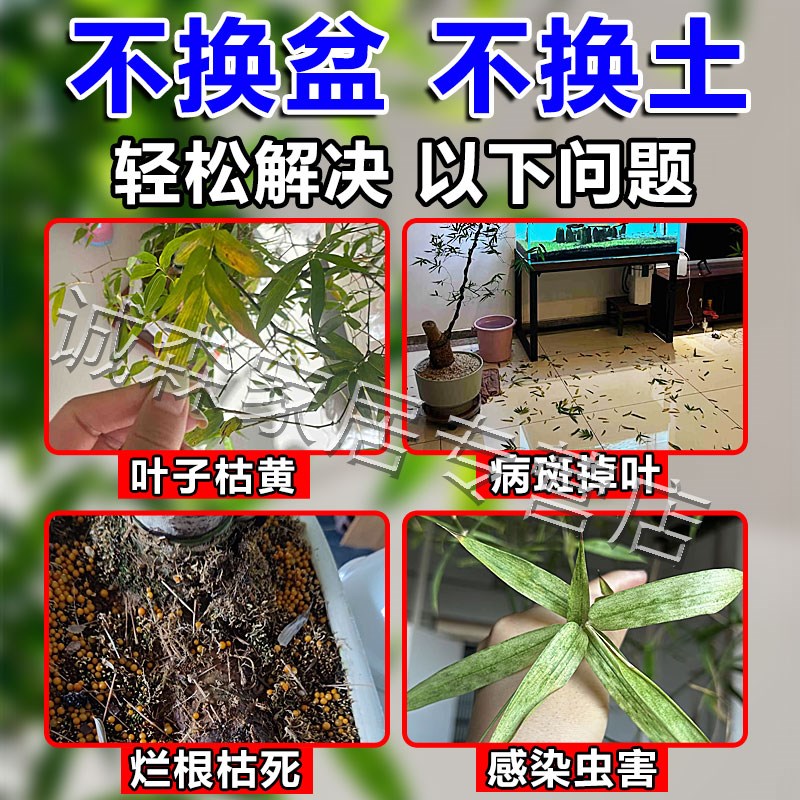 小叶簕竹专用肥叶斑炭疽病杀菌剂植物复活液发黄掉快速生长营养药