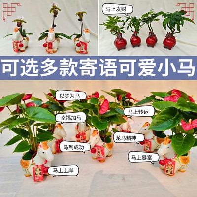 马上系列好养易活绿植盆栽