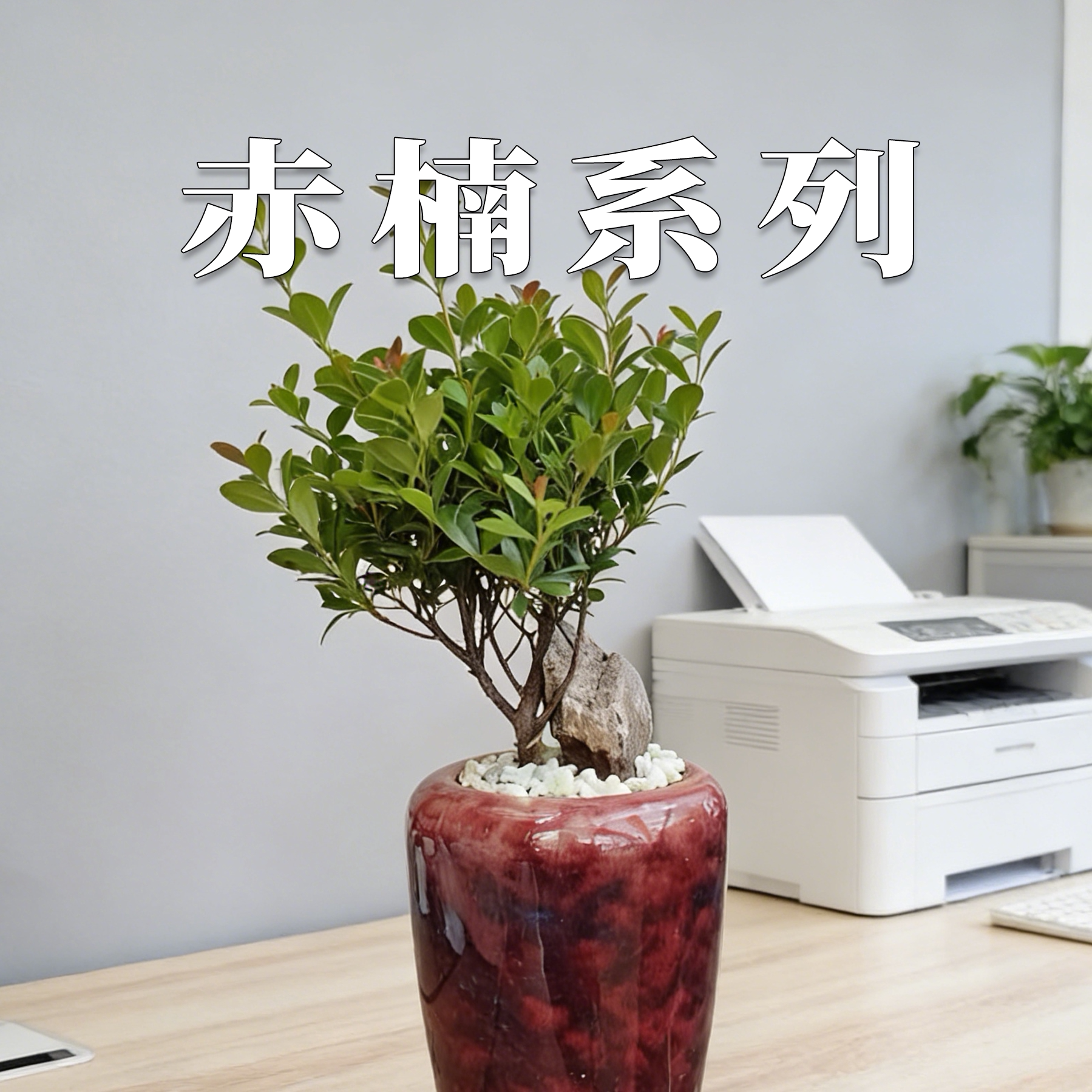 【小叶赤楠盆栽】盆景系列室内植物土培绿植精致小盆栽好养耐活