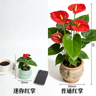 年宵花迷你红掌新手好养净化空气