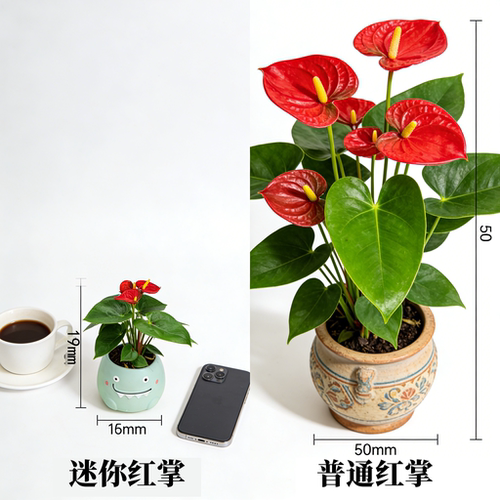 年宵花迷你红掌新手好养净化空气