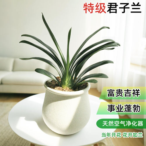 特级君子兰盆栽花卉植物