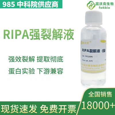RIPA强裂解液细胞组织裂解液