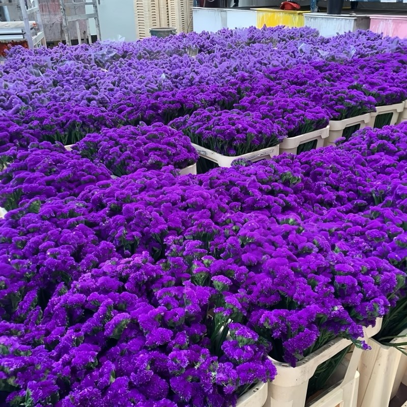 云南基地直发勿忘我鲜花干花大A花束装饰拍照道具花瓶摆件客厅插