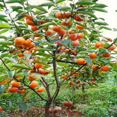 柿子苗树脆甜柿无核柿南北方种植特大庭院地栽当年结果柿子树果苗