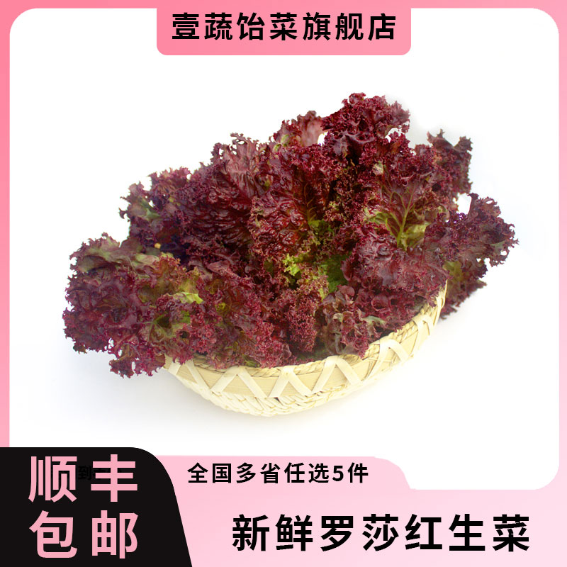 红叶生菜500g 罗莎红生吃紫其它