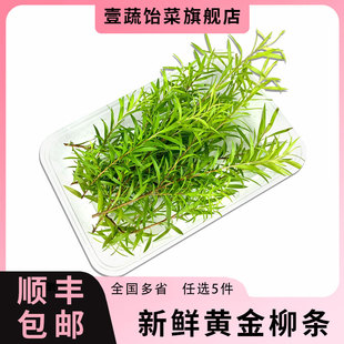 新鲜黄金柳条1盒 酒店西餐日料烘焙柳芽花草摆盘装饰点缀 5件包邮