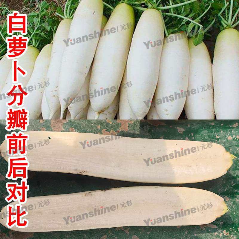 全自动果蔬分半机 冬瓜酸白菜分两半设备 菠萝腌萝卜分瓣机,玩具/童车/益智/积木/模型,遥控车升级件/零配件,淘宝优惠券,粉丝福利购,淘宝优惠卷