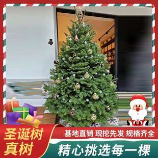 真的圣诞树盆栽真树活的挪威云杉真正的诺贝松真树松树圣诞节绿植