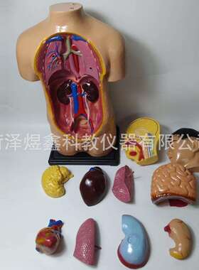 新课标3041100140 少年人体半身模型 85cm 科学与生命 生物模型