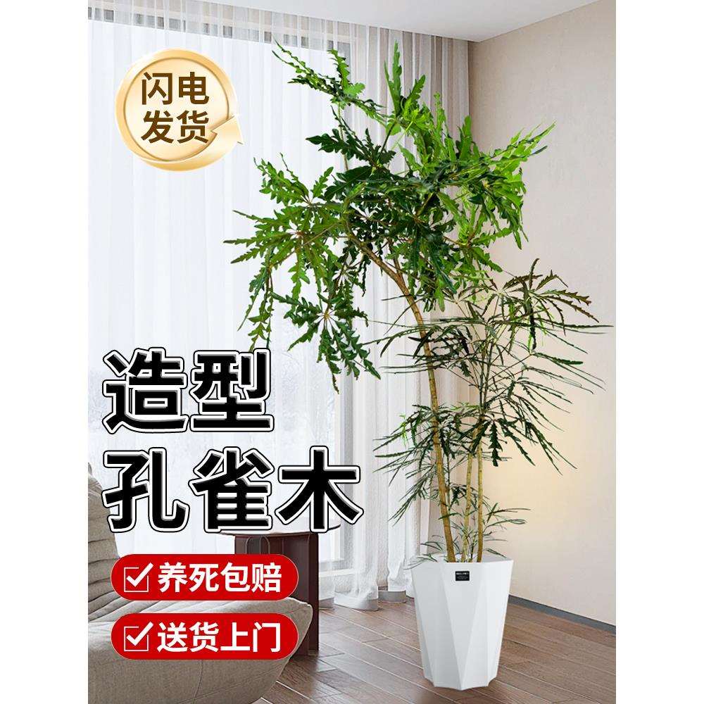 孔雀木绿植盆栽室内大型摆件落地大号植物真树客厅好养盆景花卉