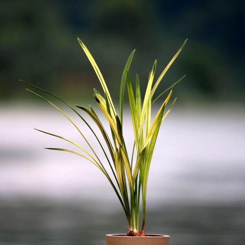 经典老种虎班八宝奇珍u直立大气开花浓香室内阳台绿植