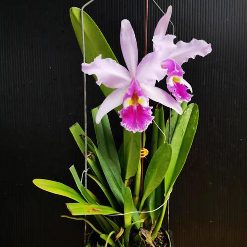 卡特兰 c1919.半白瓦賽 开花株