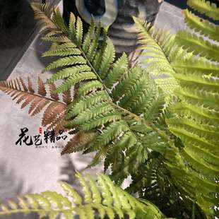 蕨类植物地被波斯草羊齿蕨肾蕨排草波斯顿草摆放花艺蕨单只/束芒