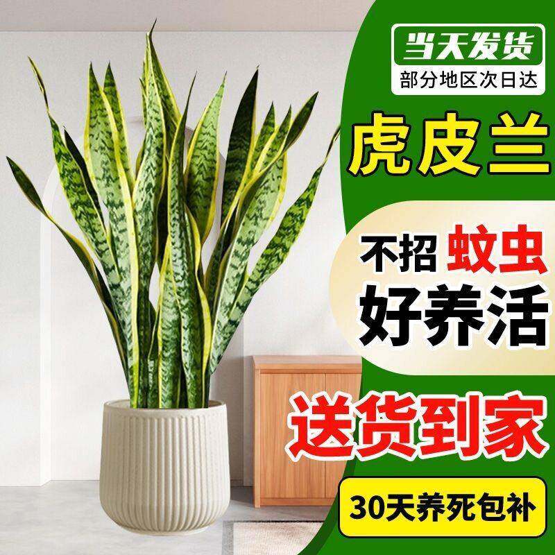 金边虎皮兰绿植客厅大盆栽新房吸甲醛室内大型植物公室花卉虎尾