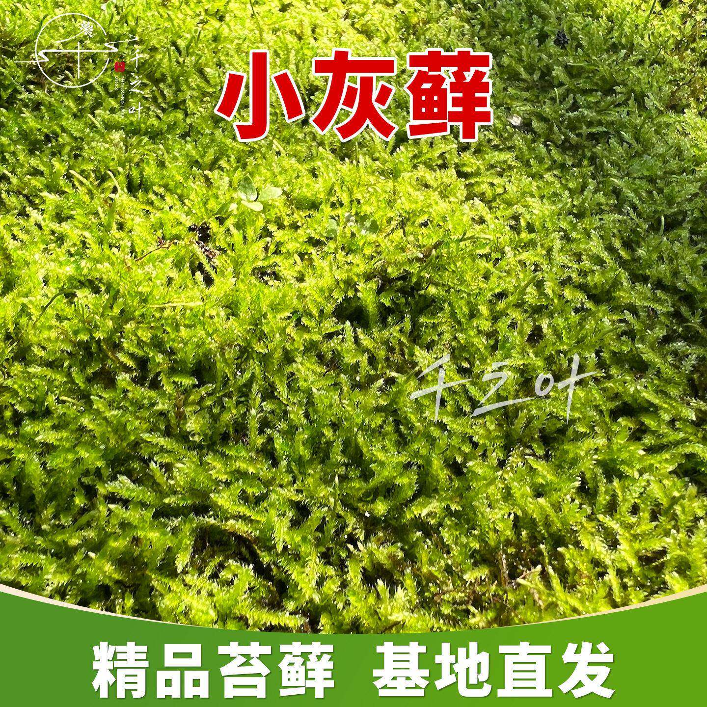 小灰藓活苔藓造景庭院草坪铺面成活率青苔百搭绿植基地直销