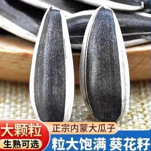 新鲜生瓜子原味瓜子新货内蒙古大颗粒葵花籽363薄皮瓜子现货5斤装