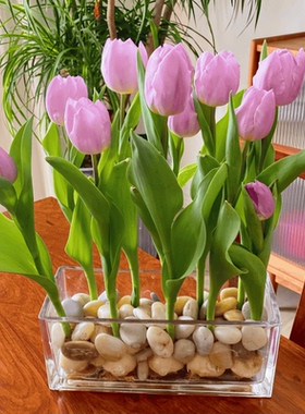 郁金香种球水培套餐定植篮耐寒花卉绿植室内土培四季花苗鲜花盆栽