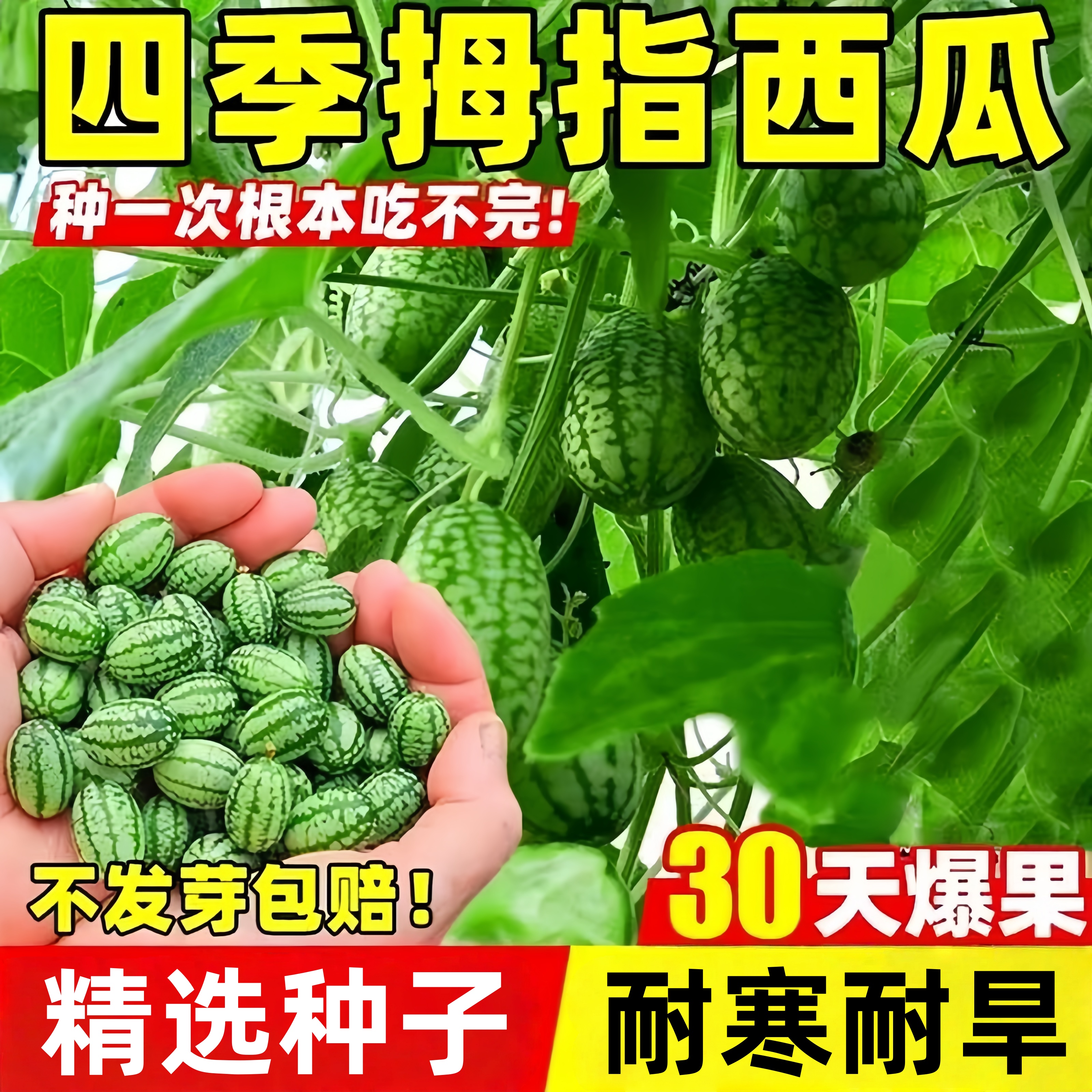 拇指西瓜种籽水果庭院迷你小西瓜
