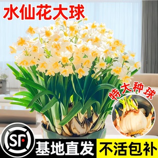 漳州水仙花种球进口重瓣洋水仙盆栽水培鲜花郁金香室内外耐寒植物