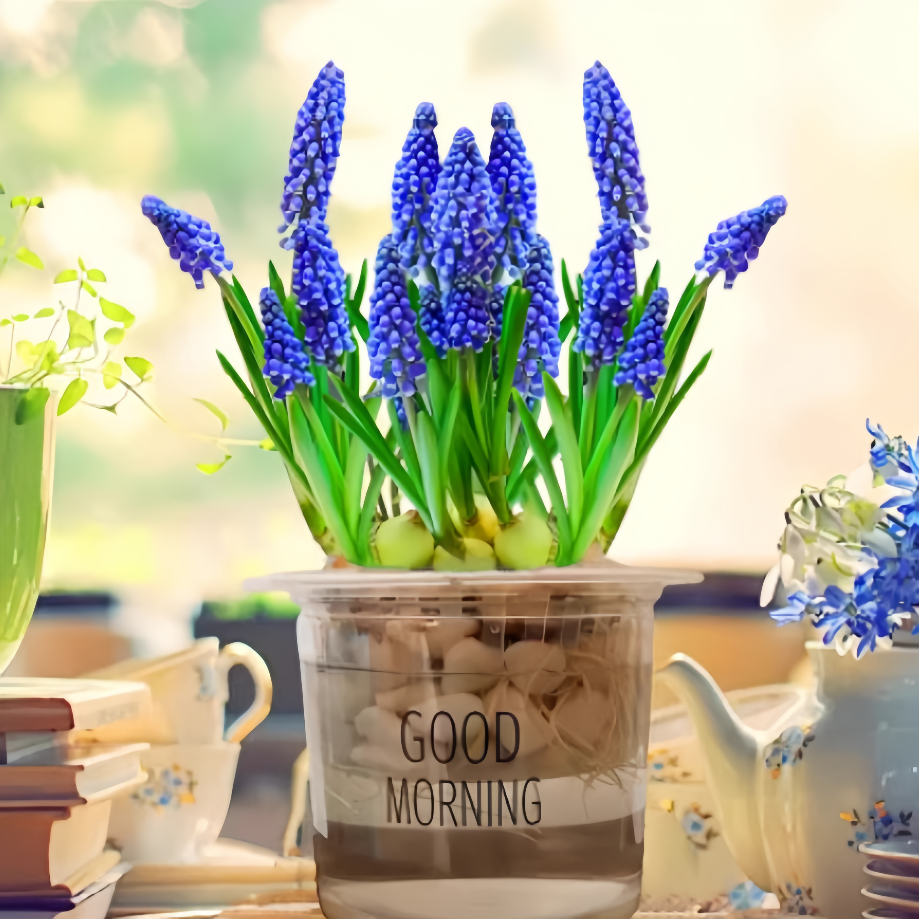 水培葡萄风信子种球室内水养植物