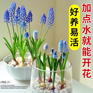 水培葡萄风信子种球室内水养套餐四季 土培耐寒易活花卉盆栽郁金香