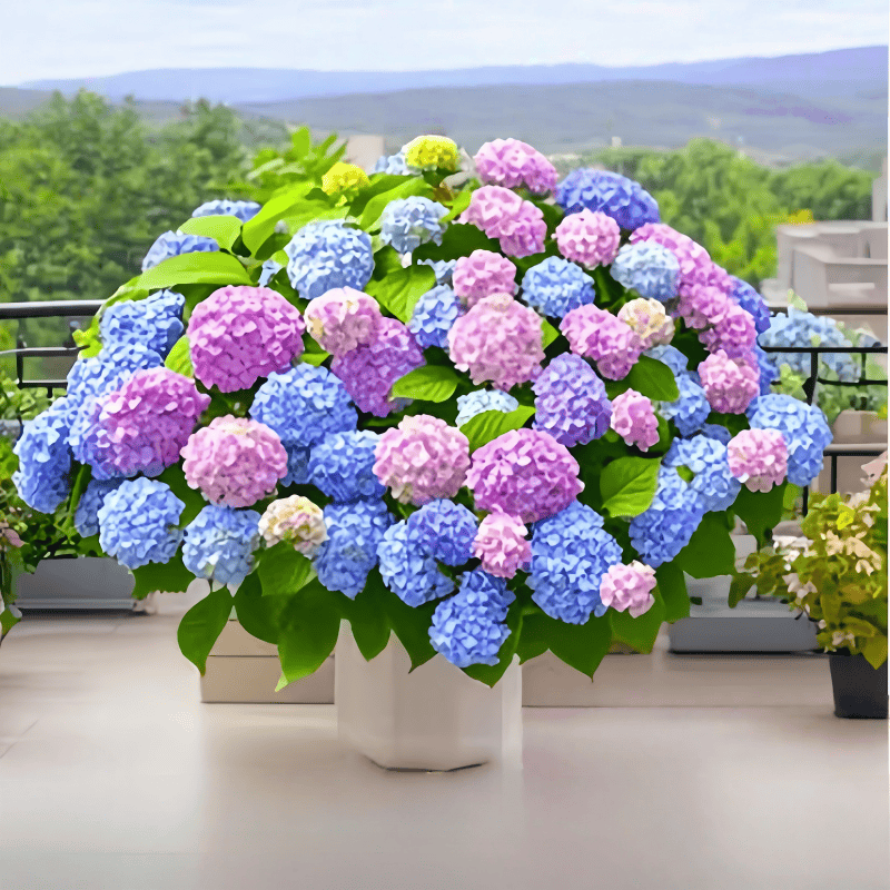 绣球花苗无尽夏盆栽鲜花庭院植物室内外耐寒耐冻耐晒四季播种花卉,鲜花速递/花卉仿真/绿植园艺,绣球/木绣球/木本植物,淘宝优惠券,粉丝福利购,淘宝优惠卷