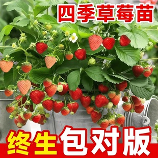 四季 草莓苗奶油红颜草莓秧大棚种植草莓盆栽当年结果新苗带土果苗