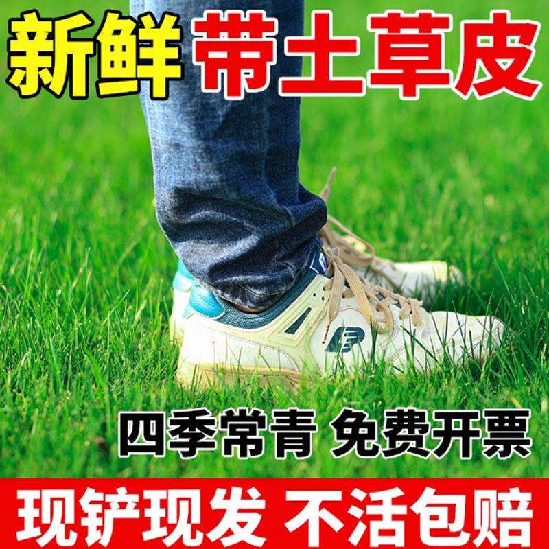 泥土真室外带绿地露营新鲜草坪真真草草坪种植户外绿地庭草皮