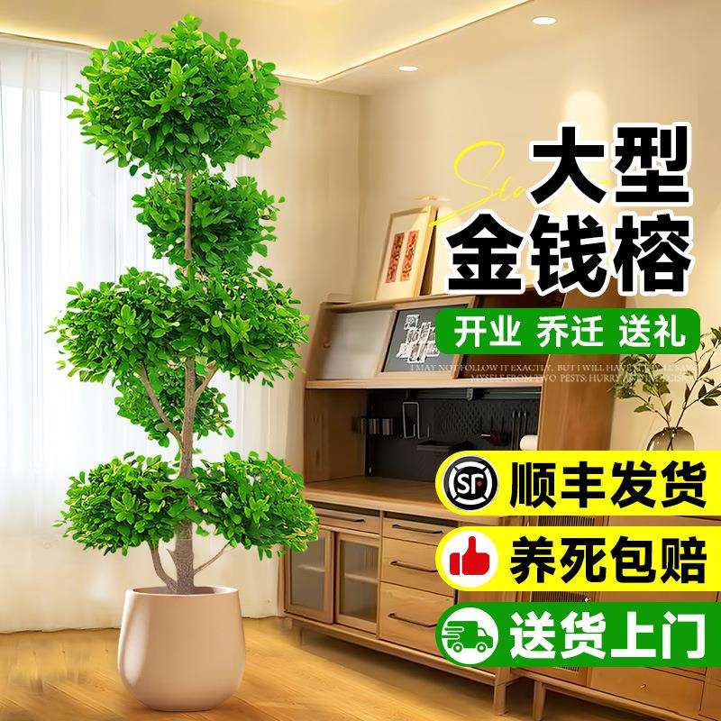 金钱榕大盆栽室内客厅大型绿植摇钱树发财树四季常青落地榕树植物
