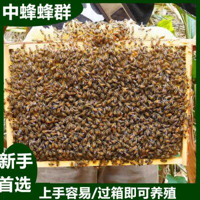 中华土蜂蜜蜂中蜂蜂群蜂箱土蜂出售笼蜂活蜂带蜂王带箱带原群脾