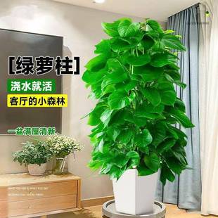 大叶绿萝柱盆栽客厅大型绿植办公室内除甲醛净化空气新房好养绿箩