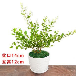 指甲花树苗散沫花海娜花阳台庭院开花浓香小桂花老桩盆栽地栽植物