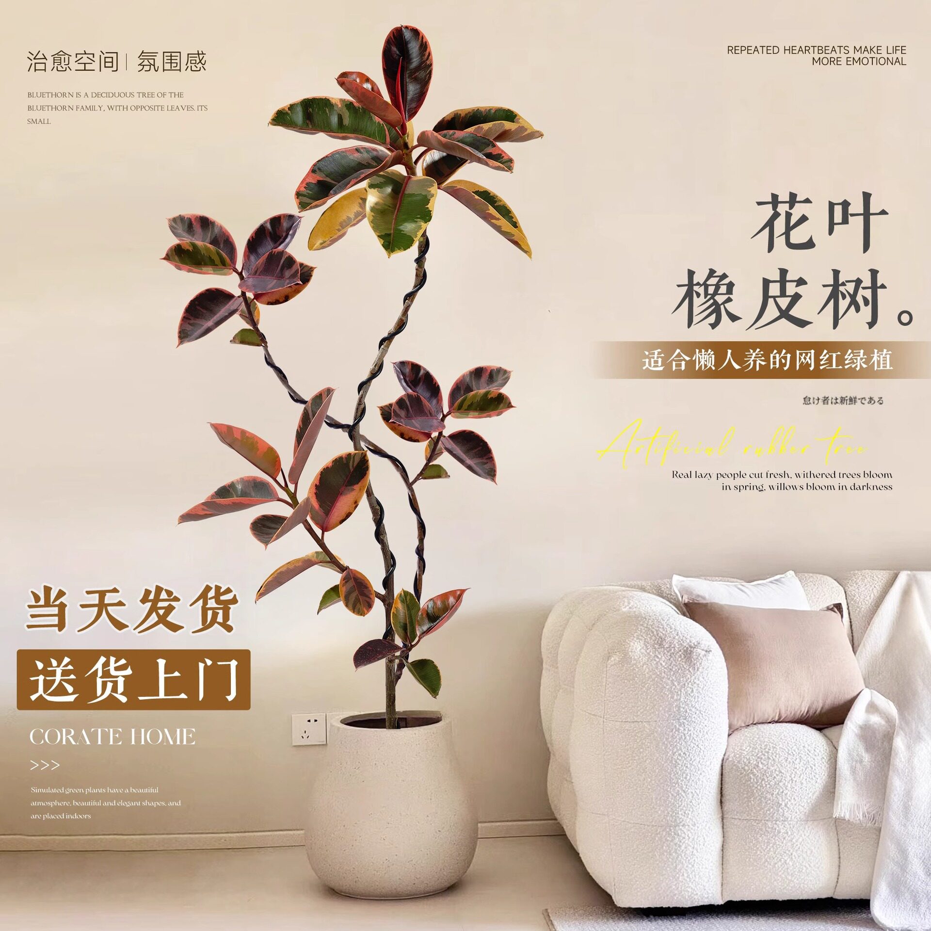 花叶橡皮树客厅室内盆栽花卉盆栽落地绿植大型花卉绿植好养活四季
