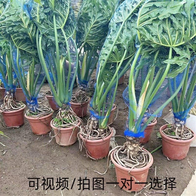 春羽龙鳞蔓绿f绒盘栽大叶春雨植物观叶绿植龟背竹客厅室内庭院盘