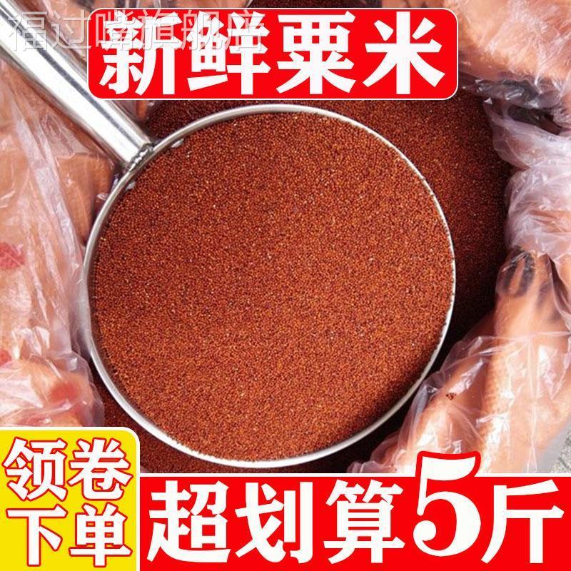/广西自磨米粉粟米粟粉拳头龙爪鸭脚粟掺子宝宝枕头五谷杂粮煮米