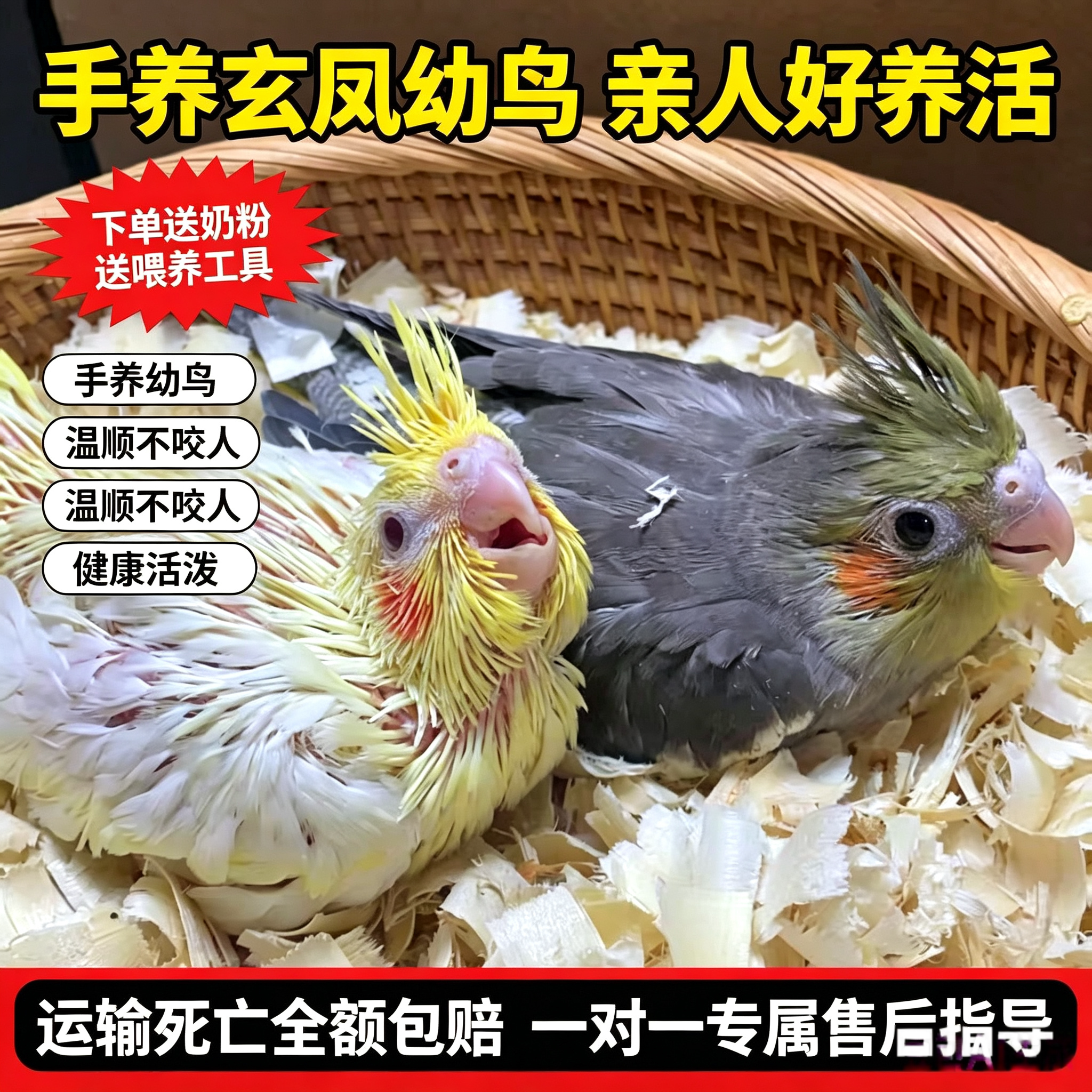 玄凤鹦鹉活鸟会说话雏鸟幼鸟一公一母手养活体亲人儿童宠物可繁殖